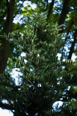 Abies koreana - jedle korejská - šišky